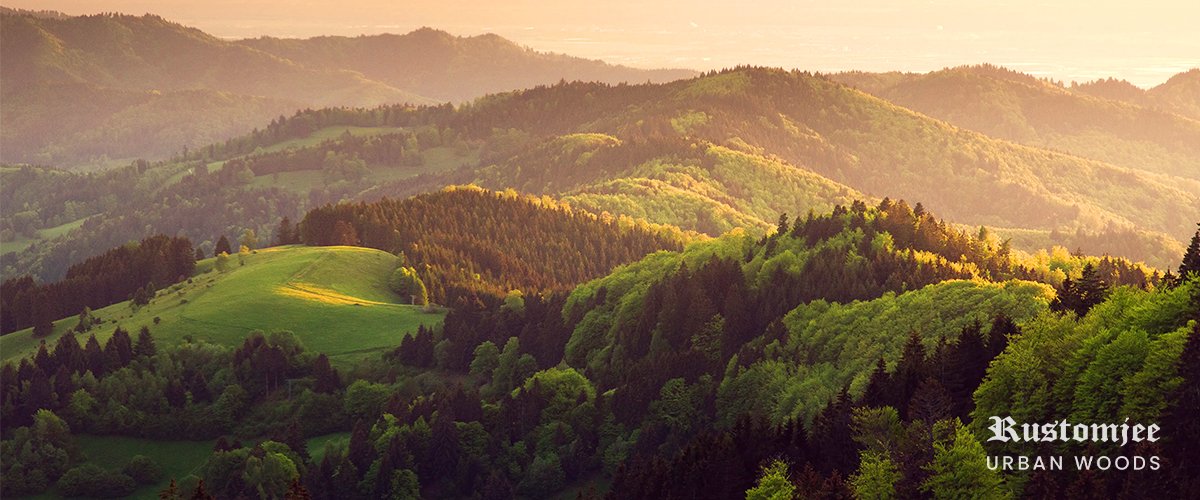 Urban Woods Urban Woods